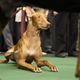 Image for article titled Elegant Updos and Classy Coats at the Westminster Dog Show
